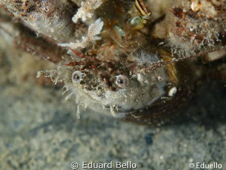 Galathea squamifera, Black rollobster by Eduard Bello 