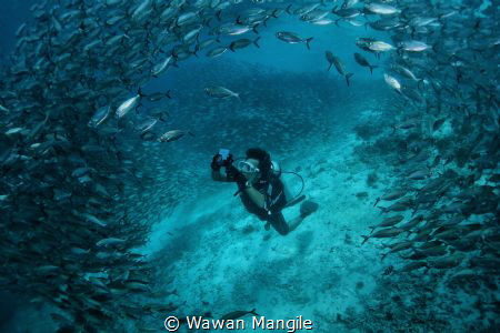 Big Schooling by Wawan Mangile 
