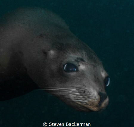 California Sea Lion at Isla San Pedro Nolasco, Sonora, Me... by Steven Backerman 