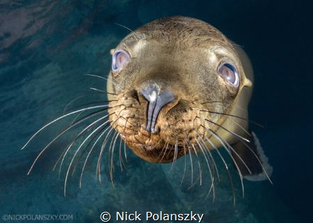 the playful pups of Los Islotes, Baja California by Nick Polanszky 
