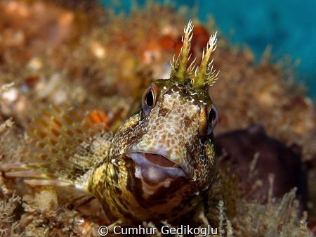 Parablennius gattorugine
Always curious by Cumhur Gedikoglu 