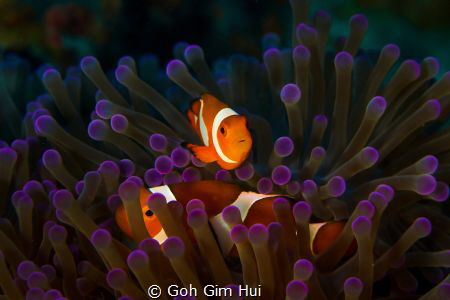 Nemo hiding in the soft corals by Goh Gim Hui 