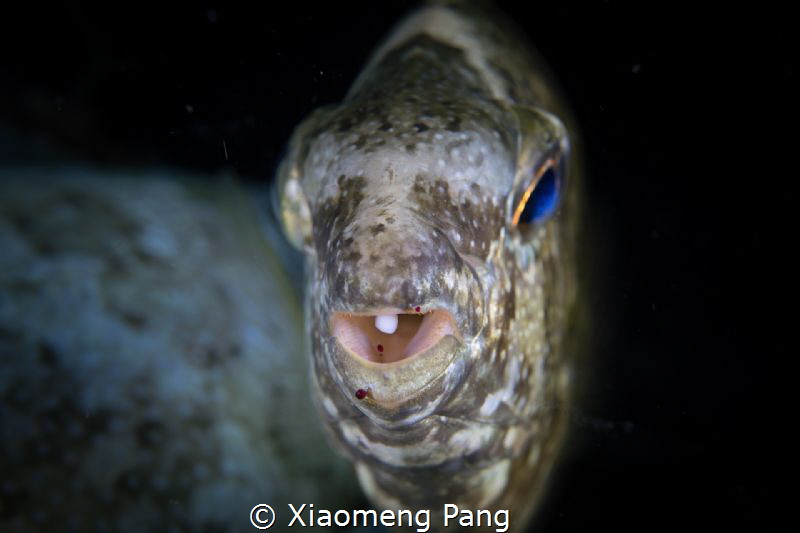 If you look closely, you will find small bugs in its mouth. by Xiaomeng Pang 