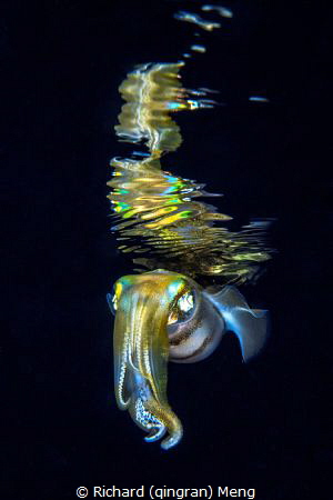 Reflection of Bueaty. At the end of a blackwater diving i... by Richard (qingran) Meng 