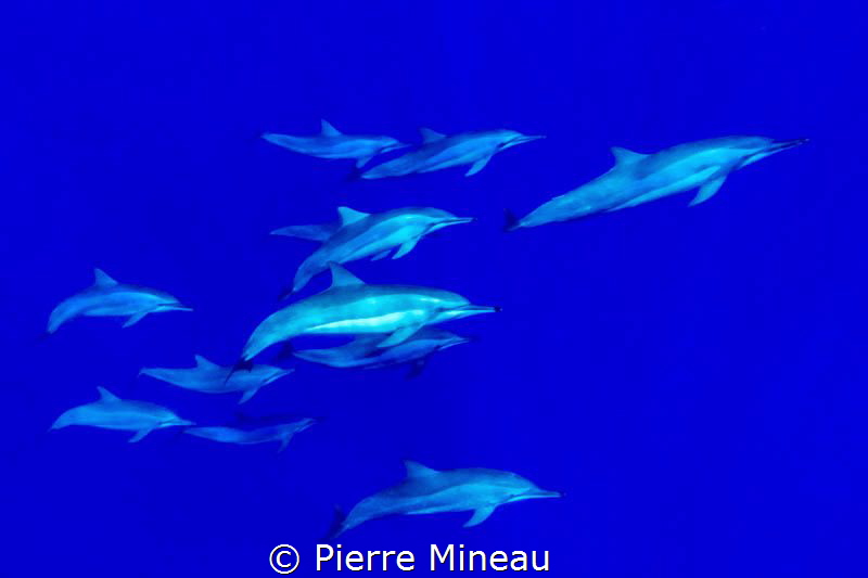 School is in. by Pierre Mineau 