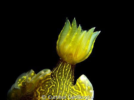 Felimare picta
Gills by Cumhur Gedikoglu 