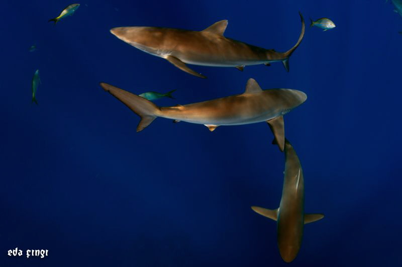 silky sharks F by Eda Çıngı 