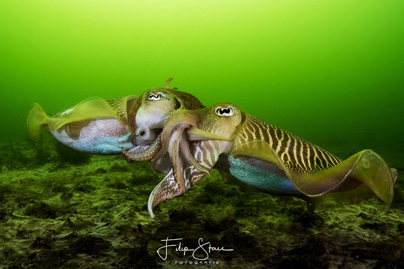 Mating cuttlefish, Zeeland, The Netherlands. by Filip Staes 
