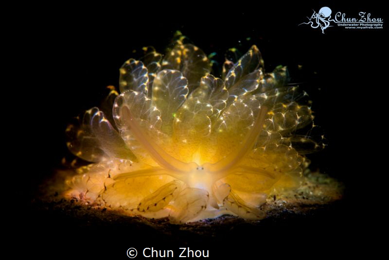First time to see and have to capture its beauty by Chun Zhou 