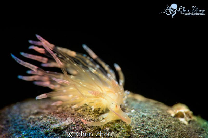 Rainbow Nudi by Chun Zhou 