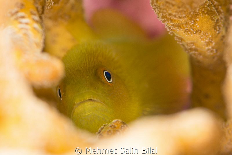 Hairy yellow goby. by Mehmet Salih Bilal 