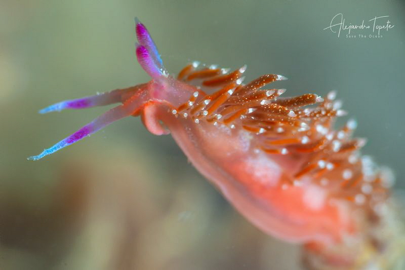 Colorful Nudibranch, La Paz México by Alejandro Topete 