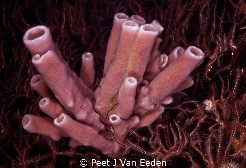 Turret sponges by Peet J Van Eeden 