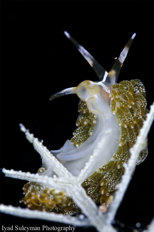 Feeding Nudibranch by Iyad Suleyman 