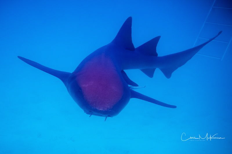 A Nurse Shark on the prowl. by Chris Mckenna 