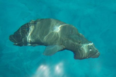 Napoleon Grouper, from the surface by Steve Laycock 