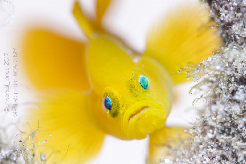 Lubricogobius exiguus - Yellow Pygmy Goby by Wayne Jones 