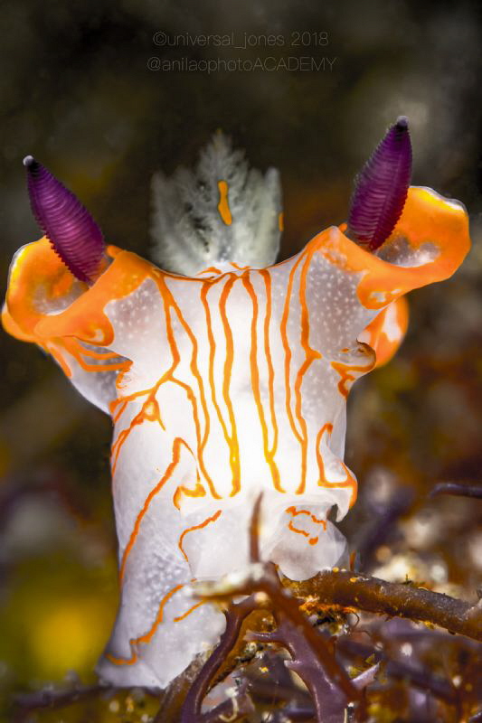 Thecacera sp. - Orange Striped Pikachu by Wayne Jones 