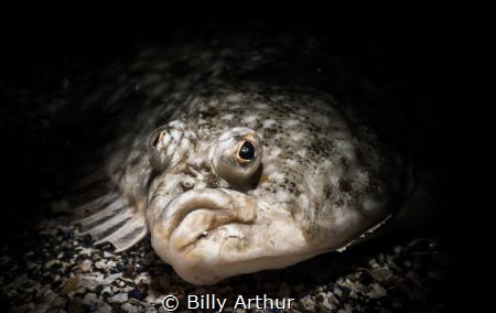 Plaice portrait.
 Taken with a Sony rx100mkii in Nautica... by Billy Arthur 