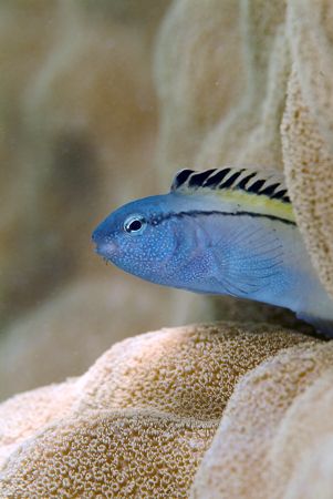 Blackline fangblenny.60mm. by Derek Haslam 