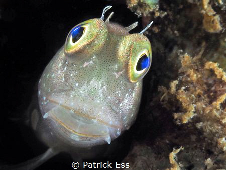 Blenny Blenniidae by Patrick Ess 