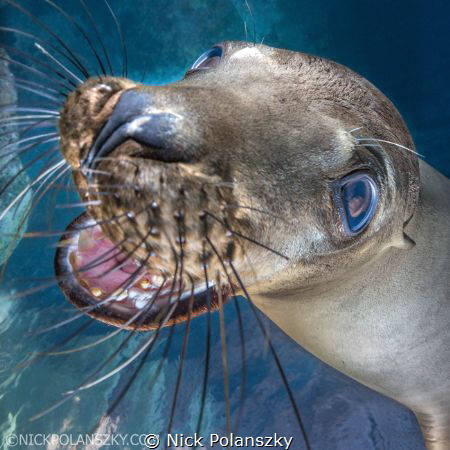 I don't know who is happier taking photos of these playfu... by Nick Polanszky 