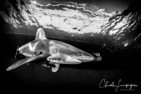Longimanus in Elphinstone ! by Claude Lespagne 