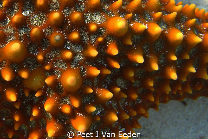Patterns of a seastar by Peet J Van Eeden 