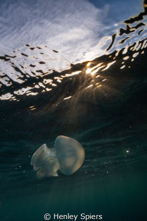 Dappled Jelly by Henley Spiers 
