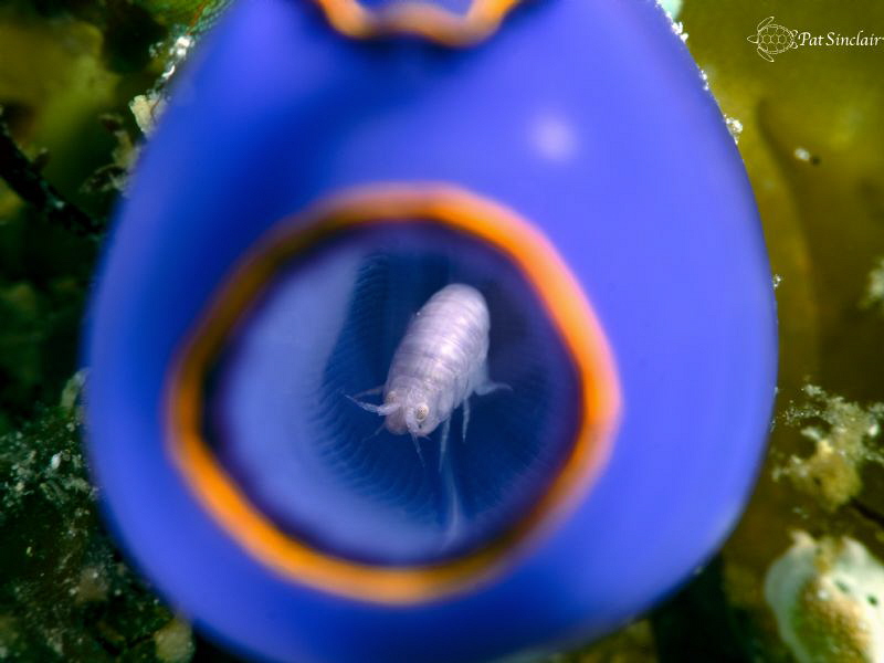 One of the hardest for me to get -  this image of an isopod! by Patricia Sinclair 