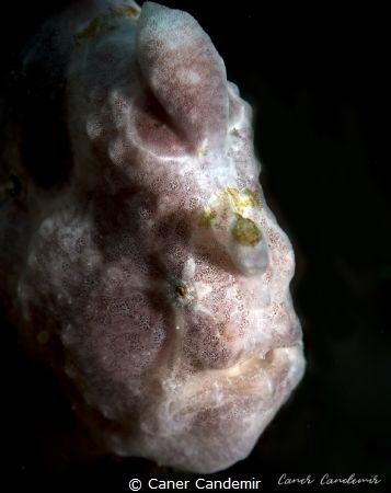 Frogfish by Caner Candemir 