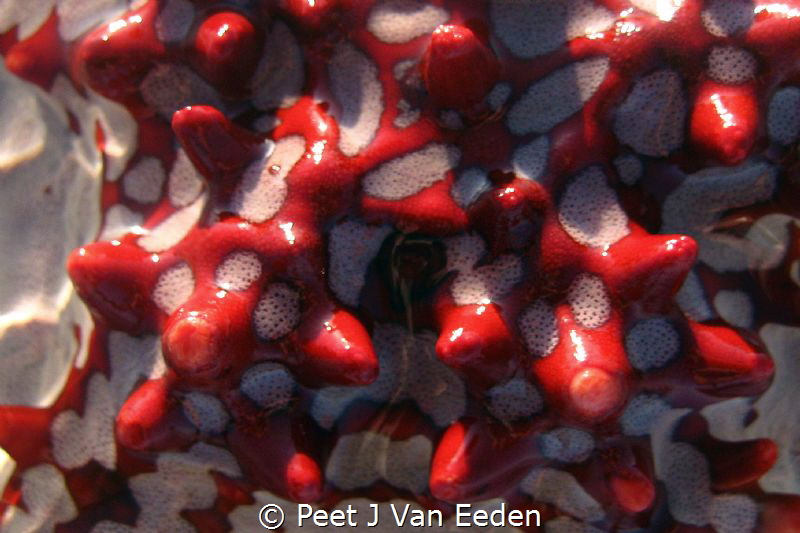 Patterns of  a seastar by Peet J Van Eeden 