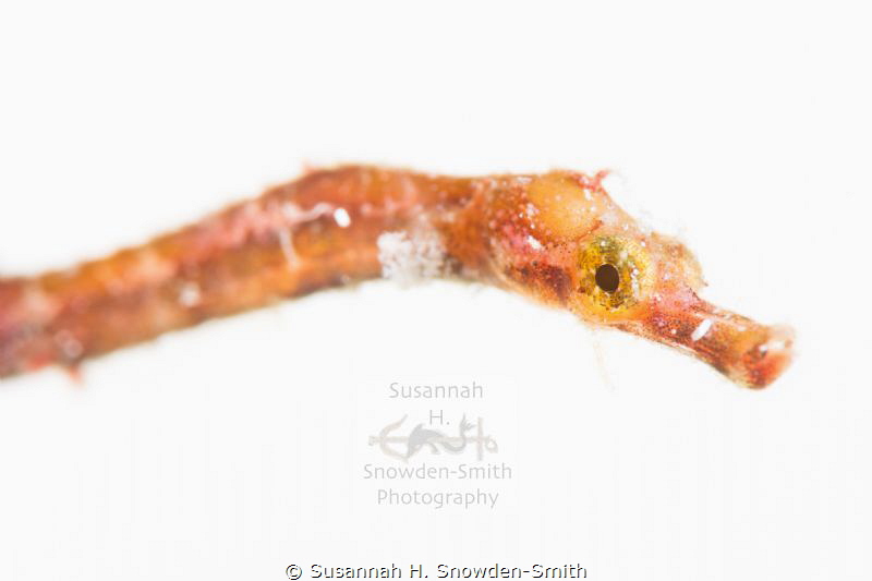 Pipehorse Portrait - My first pipehorse!  This little guy... by Susannah H. Snowden-Smith 