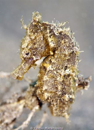Seahorse at our housereef at Alam Batu. by Yustus Mananggung 