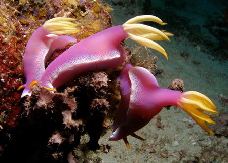 "3 Little Nudibranchs Sitting on a Rock"
Hypselodoris Bu... by Christine Hamilton 