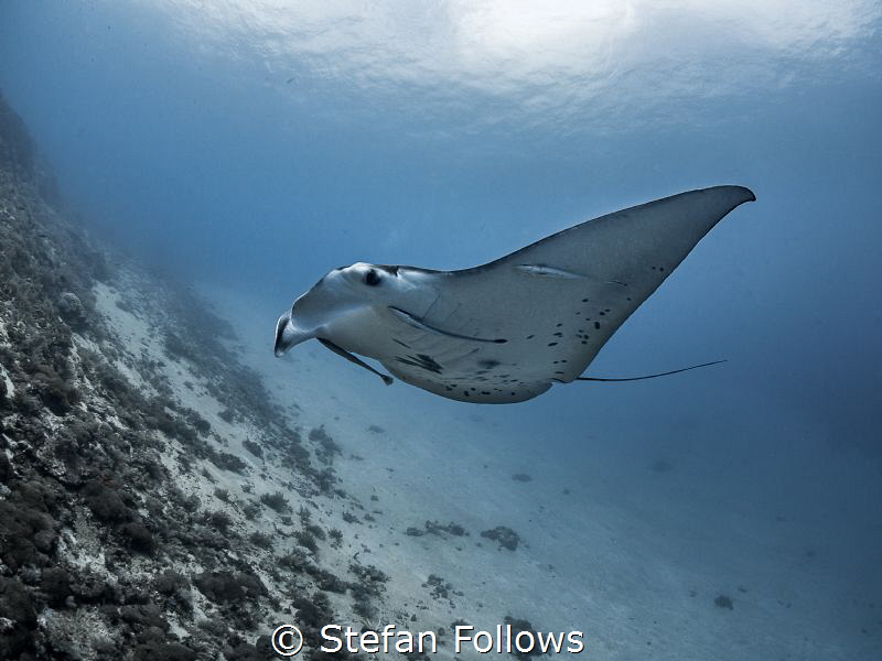 That one time ... !

Manta Ray - Manta alfredi

Manta... by Stefan Follows 