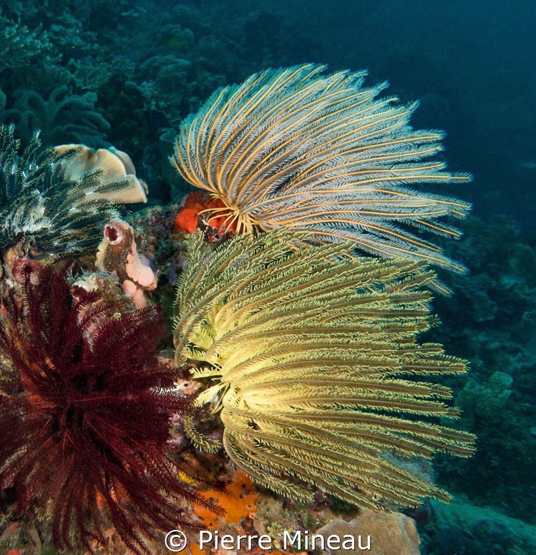 Colours of crinoids. There are probably more than 500 rec... by Pierre Mineau 