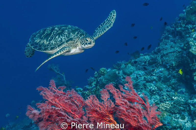 Coming in to a landing. by Pierre Mineau 
