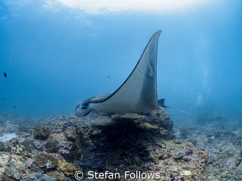 Elevate

Manta Ray - Manta alfredi

Manta Point, Bali... by Stefan Follows 