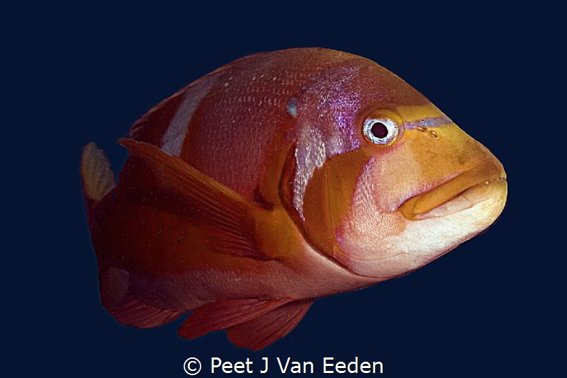 The Robust Roman by Peet J Van Eeden 