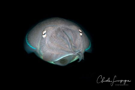 dark-side by Claude Lespagne 