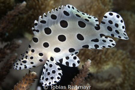 Juvenile Barramundi at Kalimaya House Reef by Tobias Reitmayr 