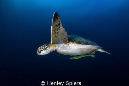 Turtle Says Hi by Henley Spiers 
