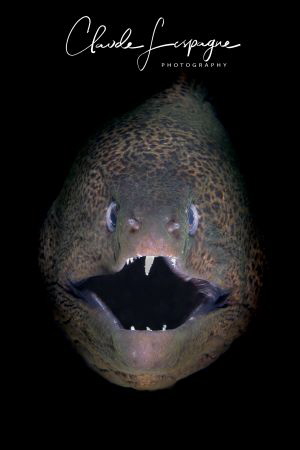 Dark-side Close-up by Claude Lespagne 