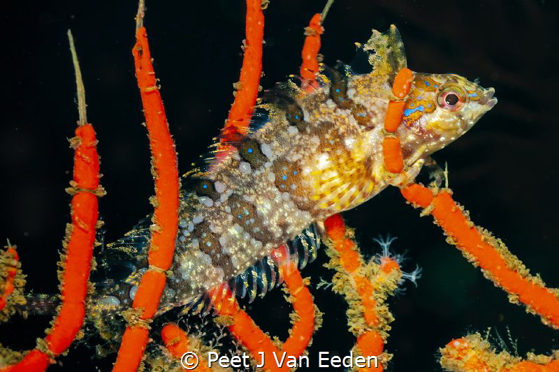 A touch of Blue

The Blue Spotted Klipfish by Peet J Van Eeden 