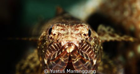 Fresh in the morning by Yustus Mananggung 