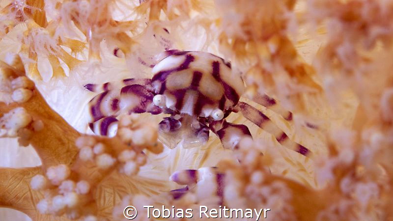Softcoral Crab at Sangeang Volcano by Tobias Reitmayr 