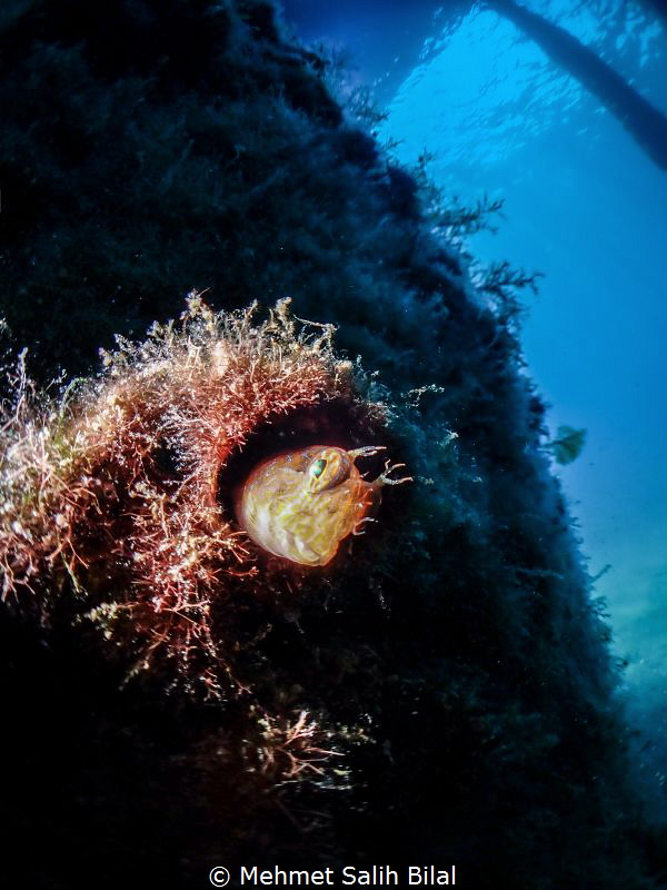 Parablennius zvonimiri. 
TG5 + Inon micro fisheye+ Inon ... by Mehmet Salih Bilal 