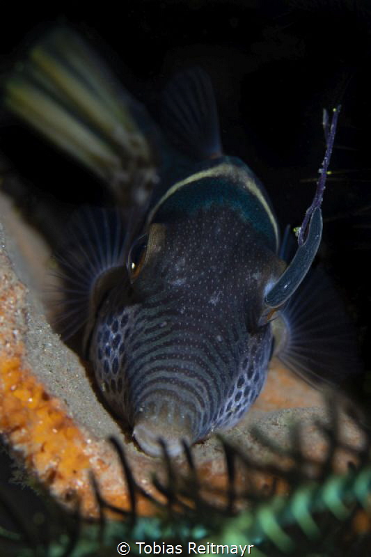 Toby with parasite, Kalimaya House Reef, Sumbawa by Tobias Reitmayr 