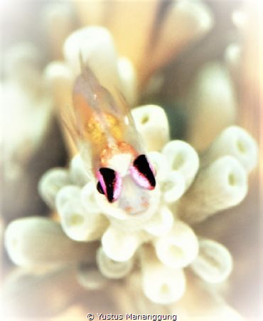 "Eyebrows" from Pink Eye Goby. Alam Batu Housereef, Bali by Yustus Mananggung 